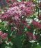 EUPATORIUM JOE PYE WEED MACULATUM RED DWARF I 25 P.BAG