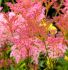 FILIPENDULA MEADOW SWEET RUBRA VENUSTA I 25 P.BAG