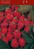 STRAWBERRY FORT LARAMIE EVERBEARING NO.1 - ST160 100 P.BAG