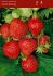 STRAWBERRY OZARK BEAUTY EVERBEARING NO.1 - ST141 100 P.BAG