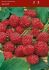 STRAWBERRY QUINAULT EVERBEARING NO.1 - ST121 100 P.BAG