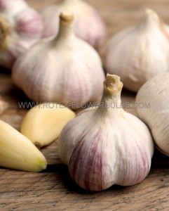 GARLIC BULB HARDNECK NO.1 - EG250 (50 P.BAG)