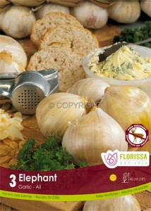 GARLIC ‘ELEPHANT‘ I (15 QUALITY PKGS.X 3)