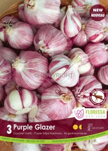 GARLIC ‘PURPLE GLAZER‘ I (15 QUALITY PKGS.X 3)