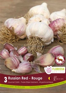 GARLIC ‘RUSSIAN RED‘ I (15 QUALITY PKGS.X 3)