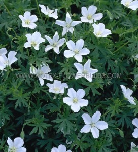 GERANIUM (BLOODY CRANESBILL) SANGUINEUM ‘ALBUM‘ I (25 P.BAG)