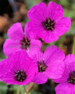 GERANIUM (CRANESBILL) CINEREUM SUBCAULESCENS I (25 P.BAG)