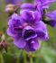 GERANIUM CRANESBILL HIMALAYENSE PLENUM I 25 P.BAG