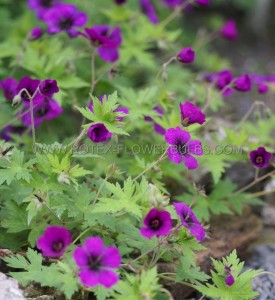 GERANIUM (CRANESBILL) HYBRID  ‘ANN FOLKARD ‘ I (25 P.BAG)