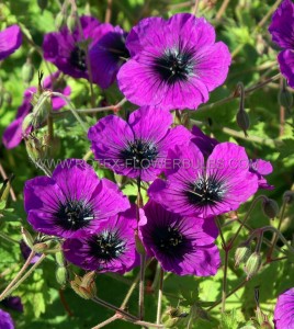 GERANIUM (CRANESBILL) HYBRID ‘DRAGON HEART‘ I (25 P.BAG)