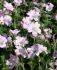 GERANIUM CRANESBILL HYBRID DREAMLAND I 25 P.BAG