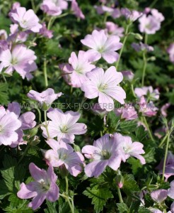 GERANIUM (CRANESBILL) HYBRID ‘DREAMLAND‘ I (25 P.BAG)