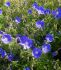 GERANIUM CRANESBILL HYBRID JOHNSONS BLUE I 25 P.BAG