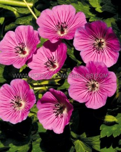 GERANIUM (CRANESBILL) HYBRID ‘PINK PENNY‘ I (25 P.BAG)