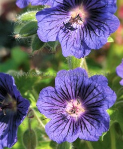 GERANIUM (CRANESBILL) IBERICUM  ‘BLUE BLOOD ‘ I (25 P.BAG)