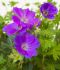 GERANIUM CRANESBILL NODOSUM TONYS TALISMAN I 25 P.BAG