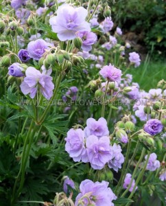 GERANIUM (CRANESBILL) PRATENSE ‘CLOUD NINE‘ I (25 P.BAG)