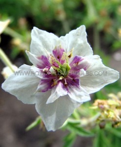 GERANIUM (CRANESBILL) PRATENSE ‘DOUBLE JEWEL‘ I (25 P.BAG)