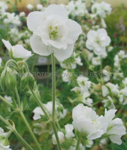 GERANIUM (CRANESBILL) PRATENSE ‘LAURA‘ I (25 P.BAG)