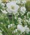 GERANIUM CRANESBILL PRATENSE LAURA I 25 P.BAG