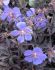 GERANIUM CRANESBILL PRATENSE MIDNIGHT REITER I 25 P.BAG