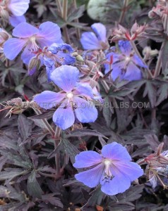 GERANIUM (CRANESBILL) PRATENSE ‘MIDNIGHT REITER‘ I (25 P.BAG)