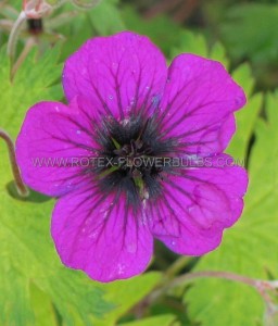 GERANIUM (CRANESBILL) PROCURRENS ‘SANDRINE‘ I (25 P.BAG)