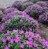 GERANIUM CRANESBILL SANGUINEUM MAX FREI I 25 P.BAG