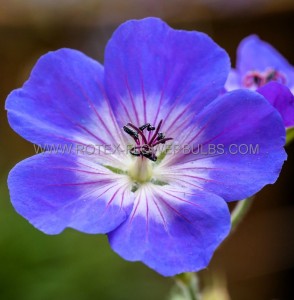 GERANIUM (CRANESBILL) WALLICHIANUM  ‘BLOOM ME AWAY ‘ I (25 P.BAG)