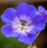 GERANIUM CRANESBILL WALLICHIANUM BLOOM ME AWAY I 25 P.BAG