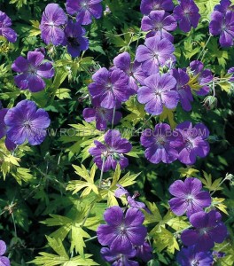 GERANIUM (CRANESBILL) WALLICHIANUM  ‘BLUE SUNRISE ‘ I (25 P.BAG)