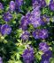 GERANIUM CRANESBILL WALLICHIANUM BLUE SUNRISE I 25 P.BAG