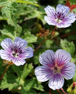 GERANIUM (CRANESBILL) WALLICHIANUM ‘CRYSTAL LAKE‘ I (25 P.BAG)