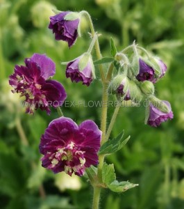 GERANIUM (DUSKY CRANESBILL) PHAEUM ‘JOSEPH GREEN‘ I (25 P.BAG)