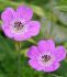 GERANIUM CRANESBILL HYBRID BLOOMTIME I 25 P.BAG