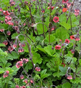 GEUM (AVENS) RIVALE ‘LEONARDS VARIETY‘ I (25 P.BAG)