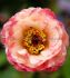 GEUM AVENS SPP. COSMOPOLITAN I 25 P.BAG