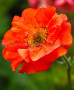 GEUM (AVENS) SPP. ‘PRINCES JULIANA‘ I (25 P.BAG)