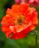 GEUM AVENS SPP. PRINCES JULIANA I 25 P.BAG