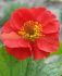 GEUM AVENS SPP. SANGRIA I 25 P.BAG