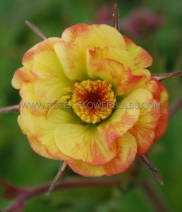 GEUM (AVENS) SPP. ‘TEQUILA SUNRISE‘ I (25 P.BAG)