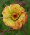 GEUM AVENS SPP. TEQUILA SUNRISE I 25 P.BAG