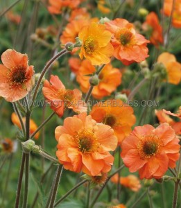 GEUM (AVENS) SPP. ‘TOTALLY TANGERINE‘ I (25 P.BAG)