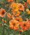 GEUM AVENS SPP. TOTALLY TANGERINE I 25 P.BAG