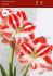 GIFTPARCELSINDOOR CULTURE PLASTIC LUXURY POTS AMARYLLIS CLOWN 2830 CM. 12 PCS.