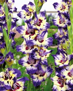 GLADIOLUS HYBRID ‘CIRCUS CLUB‘ 12/14 CM. (50 P.BAG)