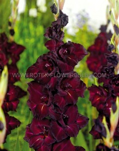 GLADIOLUS HYBRID ‘ESPRESSO‘ 12/14 CM. (50 P.BAG)