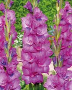 GLADIOLUS HYBRID ‘EVIDENT‘ 12/14 CM. (50 P.BAG)