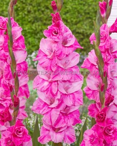 GLADIOLUS HYBRID ‘FAIRYTALE PINK‘ 12/14 CM. (50 P.BAG)