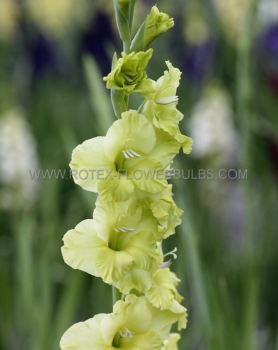 GLADIOLUS HYBRID ‘GREEN STAR‘ 12/14 CM. (50 P.BAG)